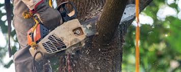 How Our Tree Care Process Works  in  Au Sable, MI