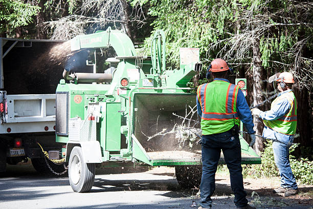 Lawn Watering Services in Au Sable, MI